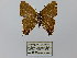  ( - CP Lep 0404)  @11 [ ] CreativeCommons - Attribution Non-Commercial Share-Alike (2016) SNSB, Staatliche Naturwissenschaftliche Sammlungen Bayerns ZSM (SNSB, Zoologische Staatssammlung Muenchen)
