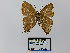  ( - CP Lep 0407)  @13 [ ] CreativeCommons - Attribution Non-Commercial Share-Alike (2016) SNSB, Staatliche Naturwissenschaftliche Sammlungen Bayerns ZSM (SNSB, Zoologische Staatssammlung Muenchen)