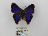  ( - CP Lep 0599)  @12 [ ] CreativeCommons - Attribution Non-Commercial Share-Alike (2016) SNSB, Staatliche Naturwissenschaftliche Sammlungen Bayerns ZSM (SNSB, Zoologische Staatssammlung Muenchen)