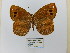  ( - CP Lep 0619)  @11 [ ] CreativeCommons - Attribution Non-Commercial Share-Alike (2016) SNSB, Staatliche Naturwissenschaftliche Sammlungen Bayerns ZSM (SNSB, Zoologische Staatssammlung Muenchen)