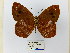  ( - CP Lep 0620)  @11 [ ] CreativeCommons - Attribution Non-Commercial Share-Alike (2016) SNSB, Staatliche Naturwissenschaftliche Sammlungen Bayerns ZSM (SNSB, Zoologische Staatssammlung Muenchen)