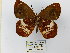 (Lymanopoda maletera - CP Lep 0626)  @14 [ ] CreativeCommons - Attribution Non-Commercial Share-Alike (2016) SNSB, Staatliche Naturwissenschaftliche Sammlungen Bayerns ZSM (SNSB, Zoologische Staatssammlung Muenchen)