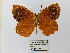  ( - CP Lep 0648)  @11 [ ] CreativeCommons - Attribution Non-Commercial Share-Alike (2016) SNSB, Staatliche Naturwissenschaftliche Sammlungen Bayerns ZSM (SNSB, Zoologische Staatssammlung Muenchen)