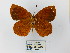  ( - CP Lep 0649)  @11 [ ] CreativeCommons - Attribution Non-Commercial Share-Alike (2016) SNSB, Staatliche Naturwissenschaftliche Sammlungen Bayerns ZSM (SNSB, Zoologische Staatssammlung Muenchen)