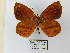  ( - CP Lep 0651)  @11 [ ] CreativeCommons - Attribution Non-Commercial Share-Alike (2016) SNSB, Staatliche Naturwissenschaftliche Sammlungen Bayerns ZSM (SNSB, Zoologische Staatssammlung Muenchen)