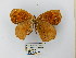  ( - CP Lep 0653)  @11 [ ] CreativeCommons - Attribution Non-Commercial Share-Alike (2016) SNSB, Staatliche Naturwissenschaftliche Sammlungen Bayerns ZSM (SNSB, Zoologische Staatssammlung Muenchen)