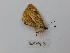 ( - CP Lep 0667)  @12 [ ] CreativeCommons - Attribution Non-Commercial Share-Alike (2016) SNSB, Staatliche Naturwissenschaftliche Sammlungen Bayerns ZSM (SNSB, Zoologische Staatssammlung Muenchen)