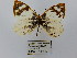  ( - CP Lep 0672)  @11 [ ] CreativeCommons - Attribution Non-Commercial Share-Alike (2016) SNSB, Staatliche Naturwissenschaftliche Sammlungen Bayerns ZSM (SNSB, Zoologische Staatssammlung Muenchen)