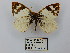  ( - CP Lep 0673)  @11 [ ] CreativeCommons - Attribution Non-Commercial Share-Alike (2016) SNSB, Staatliche Naturwissenschaftliche Sammlungen Bayerns ZSM (SNSB, Zoologische Staatssammlung Muenchen)