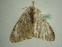  ( - BC ZSM Lep 96350)  @13 [ ] CreativeCommons - Attribution Non-Commercial Share-Alike (2017) SNSB, Staatliche Naturwissenschaftliche Sammlungen Bayerns ZSM (SNSB, Zoologische Staatssammlung Muenchen)