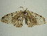  ( - BC ZSM Lep 96359)  @13 [ ] CreativeCommons - Attribution Non-Commercial Share-Alike (2017) SNSB, Staatliche Naturwissenschaftliche Sammlungen Bayerns ZSM (SNSB, Zoologische Staatssammlung Muenchen)