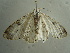  ( - BC ZSM Lep 96368)  @13 [ ] CreativeCommons - Attribution Non-Commercial Share-Alike (2017) SNSB, Staatliche Naturwissenschaftliche Sammlungen Bayerns ZSM (SNSB, Zoologische Staatssammlung Muenchen)