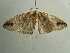  ( - BC ZSM Lep 96371)  @13 [ ] CreativeCommons - Attribution Non-Commercial Share-Alike (2017) SNSB, Staatliche Naturwissenschaftliche Sammlungen Bayerns ZSM (SNSB, Zoologische Staatssammlung Muenchen)