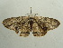  ( - BC ZSM Lep 96373)  @13 [ ] CreativeCommons - Attribution Non-Commercial Share-Alike (2017) SNSB, Staatliche Naturwissenschaftliche Sammlungen Bayerns ZSM (SNSB, Zoologische Staatssammlung Muenchen)