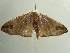  ( - BC ZSM Lep 96380)  @13 [ ] CreativeCommons - Attribution Non-Commercial Share-Alike (2017) SNSB, Staatliche Naturwissenschaftliche Sammlungen Bayerns ZSM (SNSB, Zoologische Staatssammlung Muenchen)