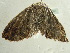  ( - BC ZSM Lep 96403)  @12 [ ] CreativeCommons - Attribution Non-Commercial Share-Alike (2017) SNSB, Staatliche Naturwissenschaftliche Sammlungen Bayerns ZSM (SNSB, Zoologische Staatssammlung Muenchen)