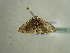  ( - BC ZSM Lep 96412)  @12 [ ] CreativeCommons - Attribution Non-Commercial Share-Alike (2017) SNSB, Staatliche Naturwissenschaftliche Sammlungen Bayerns ZSM (SNSB, Zoologische Staatssammlung Muenchen)