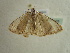  ( - BC ZSM Lep 96428)  @12 [ ] CreativeCommons - Attribution Non-Commercial Share-Alike (2017) SNSB, Staatliche Naturwissenschaftliche Sammlungen Bayerns ZSM (SNSB, Zoologische Staatssammlung Muenchen)