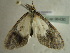  ( - BC ZSM Lep 96430)  @12 [ ] CreativeCommons - Attribution Non-Commercial Share-Alike (2017) SNSB, Staatliche Naturwissenschaftliche Sammlungen Bayerns ZSM (SNSB, Zoologische Staatssammlung Muenchen)