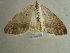  ( - BC ZSM Lep 96433)  @13 [ ] CreativeCommons - Attribution Non-Commercial Share-Alike (2017) SNSB, Staatliche Naturwissenschaftliche Sammlungen Bayerns ZSM (SNSB, Zoologische Staatssammlung Muenchen)