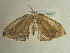  ( - BC ZSM Lep 96451)  @13 [ ] CreativeCommons - Attribution Non-Commercial Share-Alike (2017) SNSB, Staatliche Naturwissenschaftliche Sammlungen Bayerns ZSM (SNSB, Zoologische Staatssammlung Muenchen)
