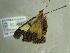  ( - BC ZSM Lep 96494)  @13 [ ] CreativeCommons - Attribution Non-Commercial Share-Alike (2017) SNSB, Staatliche Naturwissenschaftliche Sammlungen Bayerns ZSM (SNSB, Zoologische Staatssammlung Muenchen)