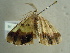  ( - BC ZSM Lep 96498)  @13 [ ] CreativeCommons - Attribution Non-Commercial Share-Alike (2017) SNSB, Staatliche Naturwissenschaftliche Sammlungen Bayerns ZSM (SNSB, Zoologische Staatssammlung Muenchen)