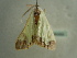  (Zamarada AH21CmGh - BC ZSM Lep 96499)  @13 [ ] CreativeCommons - Attribution Non-Commercial Share-Alike (2017) SNSB, Staatliche Naturwissenschaftliche Sammlungen Bayerns ZSM (SNSB, Zoologische Staatssammlung Muenchen)