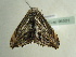  ( - BC ZSM Lep 96501)  @12 [ ] CreativeCommons - Attribution Non-Commercial Share-Alike (2017) SNSB, Staatliche Naturwissenschaftliche Sammlungen Bayerns ZSM (SNSB, Zoologische Staatssammlung Muenchen)