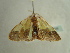  ( - BC ZSM Lep 96508)  @13 [ ] CreativeCommons - Attribution Non-Commercial Share-Alike (2017) SNSB, Staatliche Naturwissenschaftliche Sammlungen Bayerns ZSM (SNSB, Zoologische Staatssammlung Muenchen)