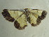  ( - BC ZSM Lep 96513)  @13 [ ] CreativeCommons - Attribution Non-Commercial Share-Alike (2017) SNSB, Staatliche Naturwissenschaftliche Sammlungen Bayerns ZSM (SNSB, Zoologische Staatssammlung Muenchen)