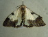  ( - BC ZSM Lep 96517)  @13 [ ] CreativeCommons - Attribution Non-Commercial Share-Alike (2017) SNSB, Staatliche Naturwissenschaftliche Sammlungen Bayerns ZSM (SNSB, Zoologische Staatssammlung Muenchen)