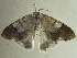  ( - BC ZSM Lep 96535)  @13 [ ] CreativeCommons - Attribution Non-Commercial Share-Alike (2017) SNSB, Staatliche Naturwissenschaftliche Sammlungen Bayerns ZSM (SNSB, Zoologische Staatssammlung Muenchen)