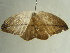  ( - BC ZSM Lep 96563)  @12 [ ] CreativeCommons - Attribution Non-Commercial Share-Alike (2017) SNSB, Staatliche Naturwissenschaftliche Sammlungen Bayerns ZSM (SNSB, Zoologische Staatssammlung Muenchen)