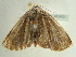  (Ugiodes - BC ZSM Lep 96569)  @12 [ ] CreativeCommons - Attribution Non-Commercial Share-Alike (2017) SNSB, Staatliche Naturwissenschaftliche Sammlungen Bayerns ZSM (SNSB, Zoologische Staatssammlung Muenchen)