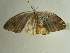  ( - BC ZSM Lep 96578)  @12 [ ] CreativeCommons - Attribution Non-Commercial Share-Alike (2017) SNSB, Staatliche Naturwissenschaftliche Sammlungen Bayerns ZSM (SNSB, Zoologische Staatssammlung Muenchen)