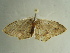 ( - BC ZSM Lep 96582)  @12 [ ] CreativeCommons - Attribution Non-Commercial Share-Alike (2017) SNSB, Staatliche Naturwissenschaftliche Sammlungen Bayerns ZSM (SNSB, Zoologische Staatssammlung Muenchen)