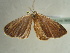  (Cyclophora sublunataAH01GhCa - BC ZSM Lep 96589)  @13 [ ] CreativeCommons - Attribution Non-Commercial Share-Alike (2017) SNSB, Staatliche Naturwissenschaftliche Sammlungen Bayerns ZSM (SNSB, Zoologische Staatssammlung Muenchen)