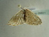  ( - BC ZSM Lep 96601)  @12 [ ] CreativeCommons - Attribution Non-Commercial Share-Alike (2017) SNSB, Staatliche Naturwissenschaftliche Sammlungen Bayerns ZSM (SNSB, Zoologische Staatssammlung Muenchen)