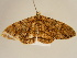 (Zeuctoboarmia contortilinea - BC ZSM Lep 96655)  @14 [ ] CreativeCommons - Attribution Non-Commercial Share-Alike (2017) SNSB, Staatliche Naturwissenschaftliche Sammlungen Bayerns ZSM (SNSB, Zoologische Staatssammlung Muenchen)