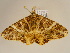  ( - BC ZSM Lep 96657)  @12 [ ] CreativeCommons - Attribution Non-Commercial Share-Alike (2017) SNSB, Staatliche Naturwissenschaftliche Sammlungen Bayerns ZSM (SNSB, Zoologische Staatssammlung Muenchen)
