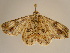  ( - BC ZSM Lep 96670)  @14 [ ] CreativeCommons - Attribution Non-Commercial Share-Alike (2017) SNSB, Staatliche Naturwissenschaftliche Sammlungen Bayerns ZSM (SNSB, Zoologische Staatssammlung Muenchen)