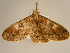  (Cleora acerataAH01Ca - BC ZSM Lep 96672)  @13 [ ] CreativeCommons - Attribution Non-Commercial Share-Alike (2017) SNSB, Staatliche Naturwissenschaftliche Sammlungen Bayerns ZSM (SNSB, Zoologische Staatssammlung Muenchen)