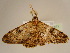  (Cleora acerataAH02Ca - BC ZSM Lep 96673)  @14 [ ] CreativeCommons - Attribution Non-Commercial Share-Alike (2017) SNSB, Staatliche Naturwissenschaftliche Sammlungen Bayerns ZSM (SNSB, Zoologische Staatssammlung Muenchen)