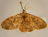  ( - BC ZSM Lep 96674)  @13 [ ] CreativeCommons - Attribution Non-Commercial Share-Alike (2017) SNSB, Staatliche Naturwissenschaftliche Sammlungen Bayerns ZSM (SNSB, Zoologische Staatssammlung Muenchen)