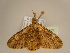  (Cleora acerataAH03Ca - BC ZSM Lep 96675)  @13 [ ] CreativeCommons - Attribution Non-Commercial Share-Alike (2017) SNSB, Staatliche Naturwissenschaftliche Sammlungen Bayerns ZSM (SNSB, Zoologische Staatssammlung Muenchen)
