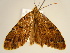  (Xylopteryx lemairei - BC ZSM Lep 96687)  @12 [ ] CreativeCommons - Attribution Non-Commercial Share-Alike (2017) SNSB, Staatliche Naturwissenschaftliche Sammlungen Bayerns ZSM (SNSB, Zoologische Staatssammlung Muenchen)