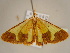 (Zamarada sicula - BC ZSM Lep 96710)  @14 [ ] CreativeCommons - Attribution Non-Commercial Share-Alike (2017) SNSB, Staatliche Naturwissenschaftliche Sammlungen Bayerns ZSM (SNSB, Zoologische Staatssammlung Muenchen)