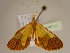  ( - BC ZSM Lep 96712)  @14 [ ] CreativeCommons - Attribution Non-Commercial Share-Alike (2017) SNSB, Staatliche Naturwissenschaftliche Sammlungen Bayerns ZSM (SNSB, Zoologische Staatssammlung Muenchen)