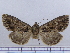  (Mniotype NK100 - BC ZSM Lep 97006)  @13 [ ] CreativeCommons - Attribution Non-Commercial Share-Alike (2017) SNSB, Staatliche Naturwissenschaftliche Sammlungen Bayerns ZSM (SNSB, Zoologische Staatssammlung Muenchen)